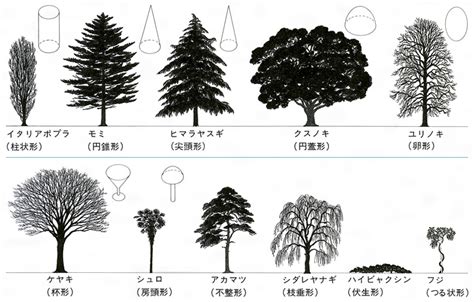 木 形|樹形(ジュケイ)とは？ 意味や使い方